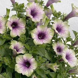 ペチュニア：にゃーぐコレクション　グリベリー3.5号ポット 3株セット