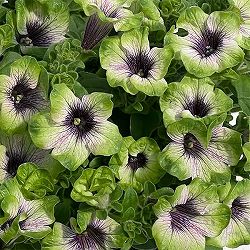 ペチュニア：にゃーぐコレクション　メロン3.5号ポット 6株セット