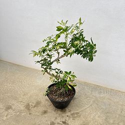 シェフレラ：グランディ　バリエガータ（曲げ盆栽風仕立て）　7号セラアート植え