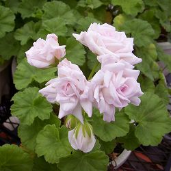 [送料無料]ゼラニウム（バラ咲き）：ミルフィールドローズ3号ポット 6株セット