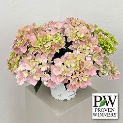 ラグランジア（アジサイ）：クリスタルヴェール【2】（ピンク）5号ポット