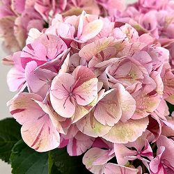 アジサイ（秋色・アンティークカラー）：旭の舞姫（あさひのまいひめ）ピンク5.5号鉢植え