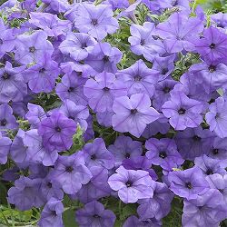 ペチュニア：ブルームーン3号ポット 6株セット