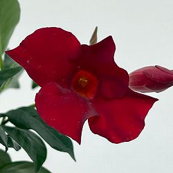 マンデビラ：サマーラッシュ ディープレッド3.5号ポット