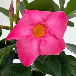 マンデビラ：サマーラッシュ ピンク3.5号ポット