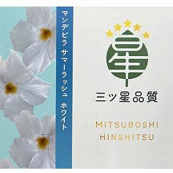 マンデビラ：サマーラッシュ ホワイト3.5号ポット