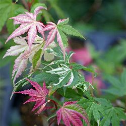 モミジ：旭鶴（アサヒヅル）7号鉢植え