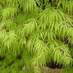 モミジ：青枝垂れ（アオシダレ）8号鉢植え