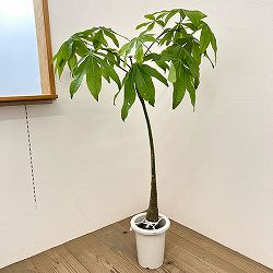 パキラ：グラブラ （実生株）　7号26-03