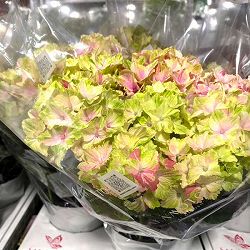 アジサイ：ミルキーウェイ　ピンク6号鉢植え