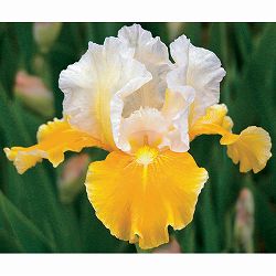 ジャーマンアイリス：プロトコール4.5号ポット