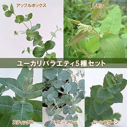 （わけあり特価）ユーカリバラエティ5種セット