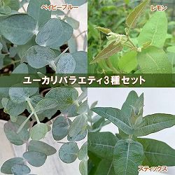 （わけあり特価）ユーカリバラエティ3種セット