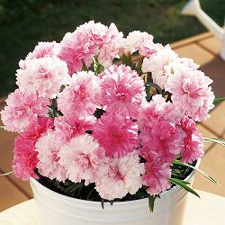 [送料無料]カーネーション（ダイアンサス）：アイラブユー3.5号ポット 6株セット