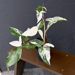 シンゴニウム・フレンチマーブル　スペシャルセレクト　4号ポット