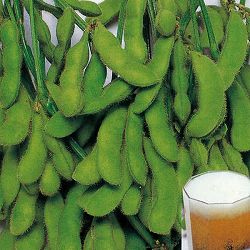 [送料無料]枝豆：中生タイプおまかせ品種ミックス3号ポット苗28株セット[朝獲りの枝豆は美味しい・収穫時期8月頃]