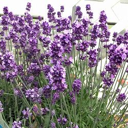 ラベンダー：センティヴィアブルー3.5号ポット 3株セット