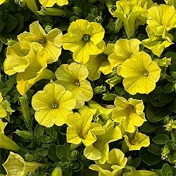 ペチュニア：ハニーレモン3.5号ポット 6株セット