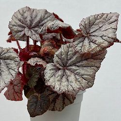 レックスベゴニア：クロスティ3号ポット