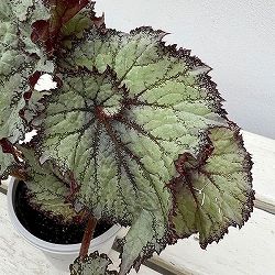 レックスベゴニア：カーリースターダスト3号ポット