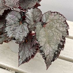 レックスベゴニア：シルバークイーン3号ポット