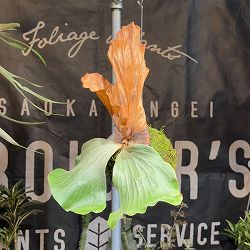 ビカクシダ（コウモリラン）：エレファントティス（アンゴレンセ）コケ玉仕立て