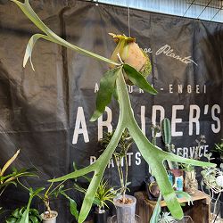 ビカクシダ（コウモリラン）：ベイチー　コケ玉仕立て