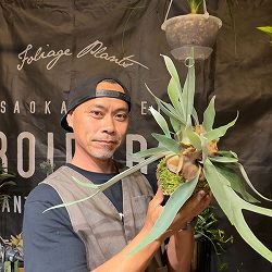 ビカクシダ（コウモリラン）：ベイチー　コケ玉仕立て（Lサイズ）