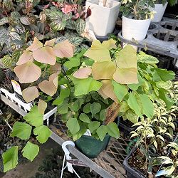 アジアンタム：ペルビアナム　5号鉢植え*