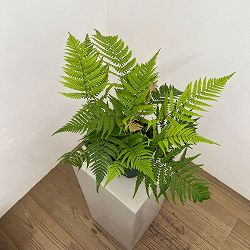 ドリオプテリス：レピドボダ　5号鉢植え