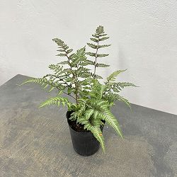 シダ：ニシキシダ　ピューターレース　3.5号ポット*
