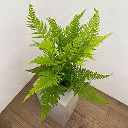 ミクロレピア：ストリゴサ　5号鉢植え