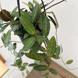 ホヤ：エリプティカ（花芽もしくは花座付き）　4号吊り鉢*