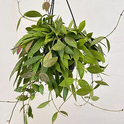 ホヤ：メモリア（花芽もしくは花座付き）　4号吊り鉢