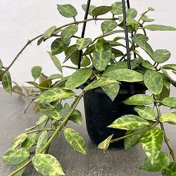 ホヤ：ラクノーサ　アマリーロ（花芽もしくは花座付き）　3号吊り鉢
