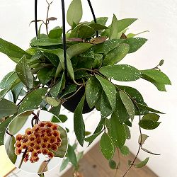 ホヤ：ワリニアーナ（花芽もしくは花座付き）　4号吊り鉢