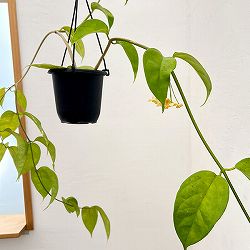 ホヤ：ファルラー（花芽もしくは花座付き）　4号吊り鉢