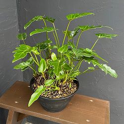 フィロデンドロン：オージー（クッカバラ）6号平鉢植え