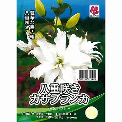 [26年10月中下旬予約]ユリ：カサブランカ（八重咲き）ヌナブト1球入り