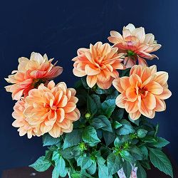 ダリア：ラベラ・オレンジ　5号鉢植え
