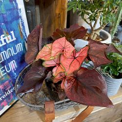 カラジュウム：浅岡さんのおまかせカラジウム　5号鉢植え
