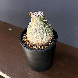 プセウドボンバックス：エリプチクム（実生3年株）　3号鉢植え26-03