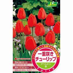 [26年9月中下旬予約]チューリップ（単色咲き）：アペルドン4球入り（DH）