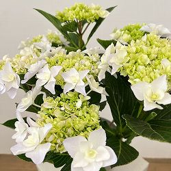 アジサイ：VIVACE（ヴィヴァーチェ）5号鉢植え