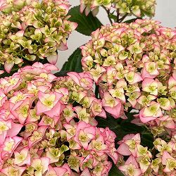 アジサイ：プリマドンナ5号鉢植え