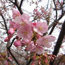 桜：河津桜接木苗4～5号ポット