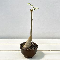 モリンガ：ステノペタラ（木化仕立て・実生苗）3号鉢26-02