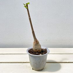 モリンガ：ステノペタラ（木化仕立て・実生苗）3号ポット
