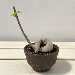 モリンガ：ステノペタラ（木化仕立て・実生苗）3号鉢26-04