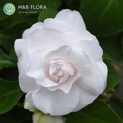 インパチェンス：フィエスタ ホワイト5号鉢植え